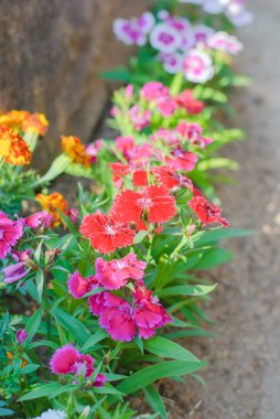 Dianthus chinensis çiçekler