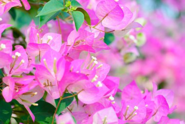 Kağıt çiçekler ya da Begonvil vintage