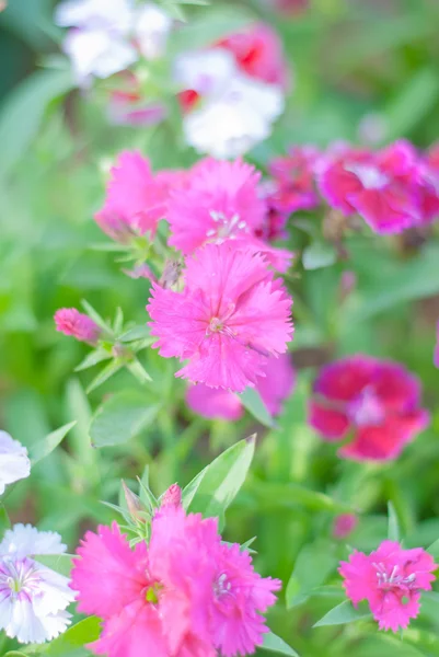 Dianthus Chinensis (Čína růžová) — Stock fotografie