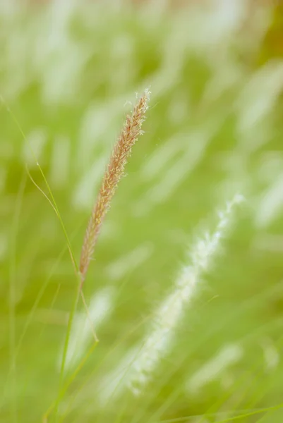 Die Nahaufnahme von Springbrunnengras — Stockfoto