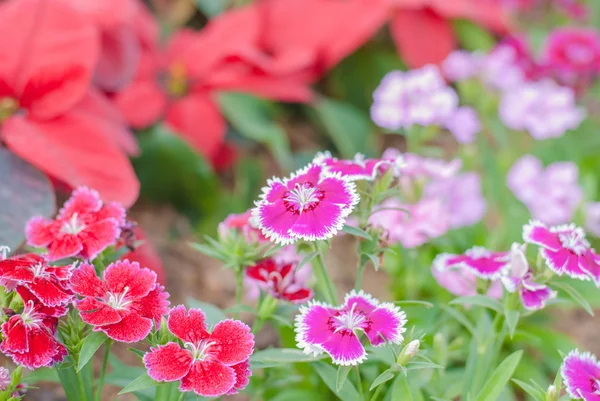 Dianthus Chinensis (china Pink) — Stock Photo, Image