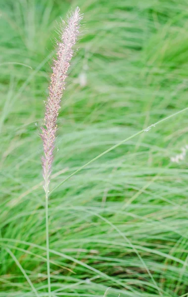 Brunnengräser — Stockfoto