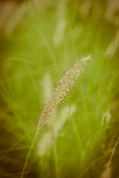 Brunnengras — Stockfoto