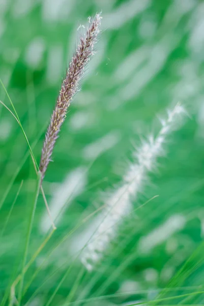 Brunnengras — Stockfoto