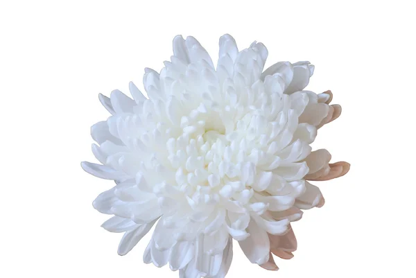 Weiße Chrysanthemen — Stockfoto