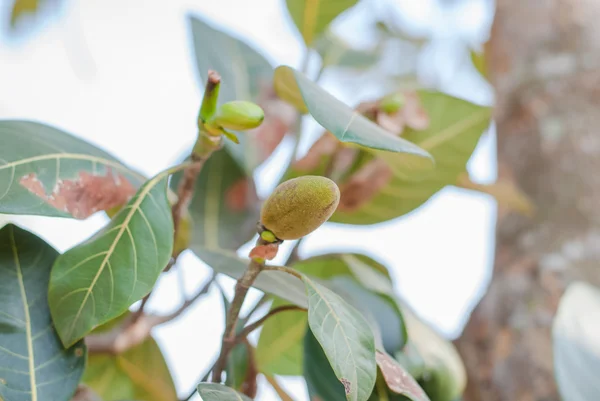 赤ちゃんの Jackfruits の束 — ストック写真