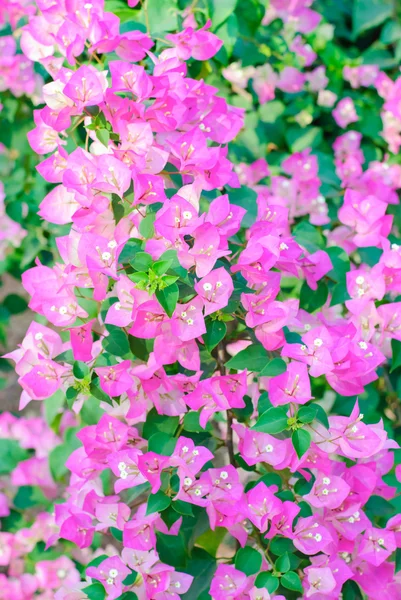 Papierblumen oder Bougainvillea — Stockfoto