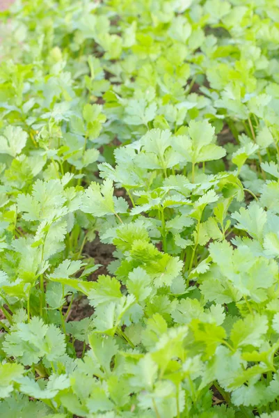 Coriander Herb Leaves Detail — Stock Photo, Image