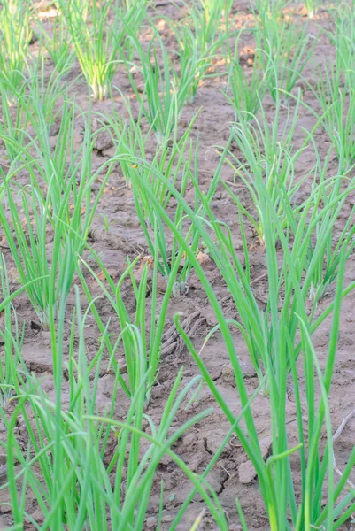 Bed With Spring Onions — Stock Photo, Image