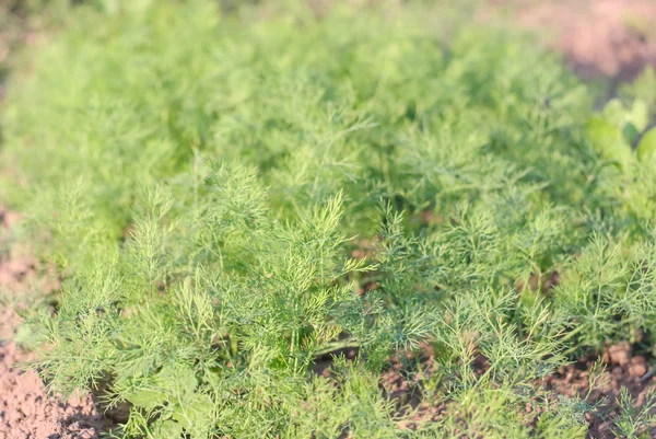 Dill Herb — Stock Photo, Image