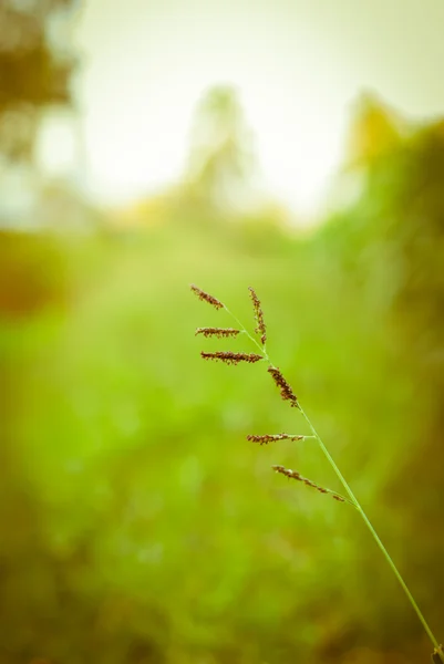 Fundo de verão — Fotografia de Stock