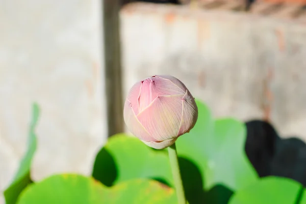 Blooming lotus — Stock Photo, Image