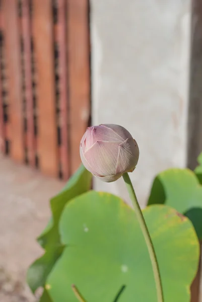 Blooming lotus — Stock Photo, Image