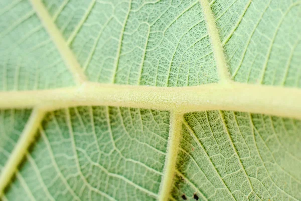 Green leaf texture — Stock Photo, Image