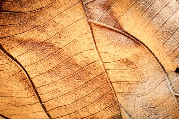 乾燥した葉 — ストック写真