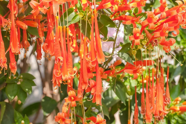 Orange Trumpet — Stockfoto