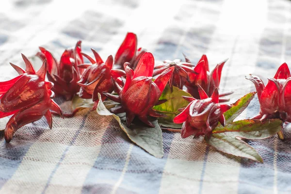 Frutos de rosa — Foto de Stock