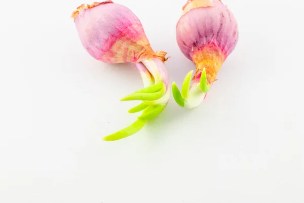 Red young onion — Stock Photo, Image