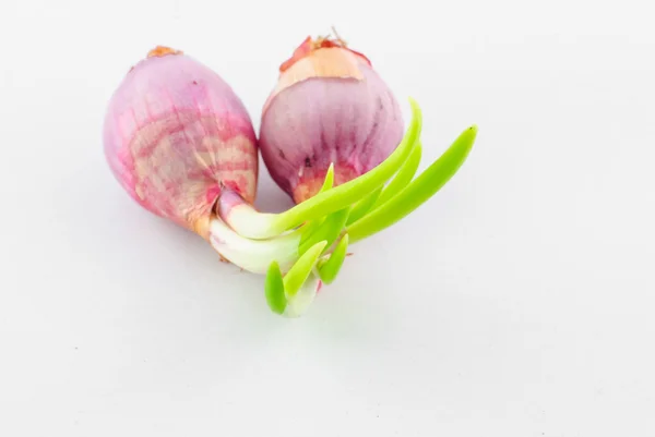 Red young onion — Stock Photo, Image