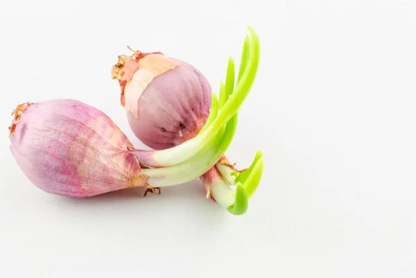 Young Onion Trees — Stock Photo, Image