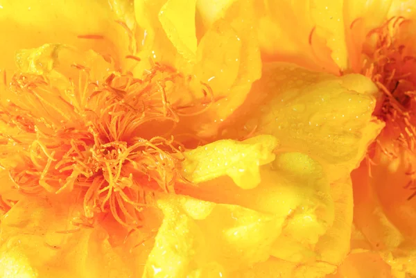 Tabebuia chrysotricha gele bloemen — Stockfoto