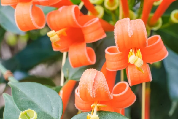 Oranje trompet — Stockfoto