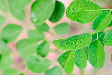 taze yaprak yeşil su damlaları