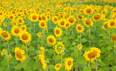 Gün batımında ayçiçeği tarlası