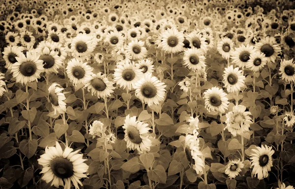 Campo de girasol al atardecer — Foto de Stock