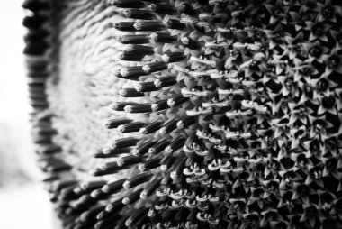  Ayçiçeği yakın çekim