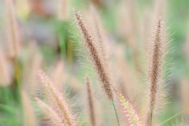 Pennisetum pedicellatum Trin