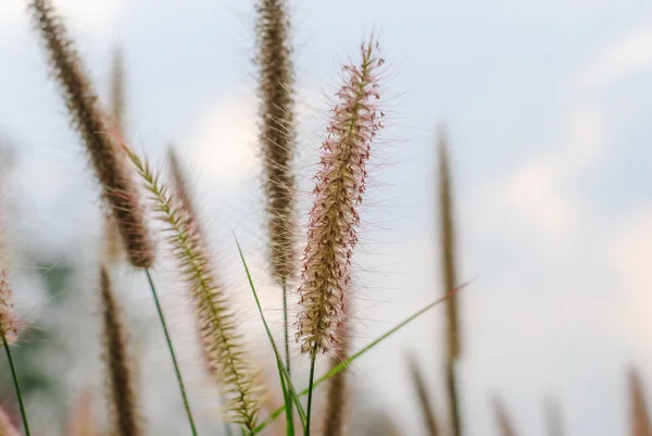 Pennisetum pedicellatum trin — Stockfoto