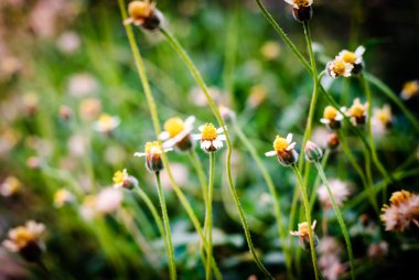 Beyaz narrowleaf zinnia ya da klasik zinnia çiçeği