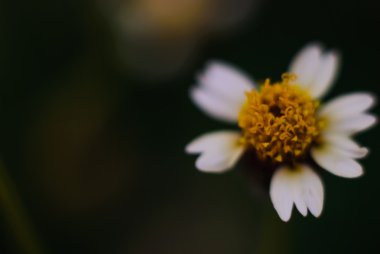 Beyaz narrowleaf zinnia ya da klasik zinnia çiçeği