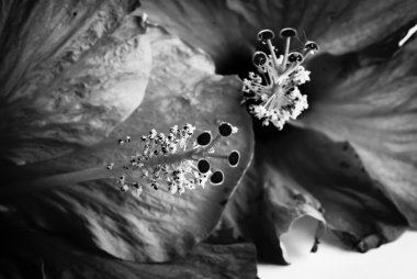 Hibiscus rosa sinensis