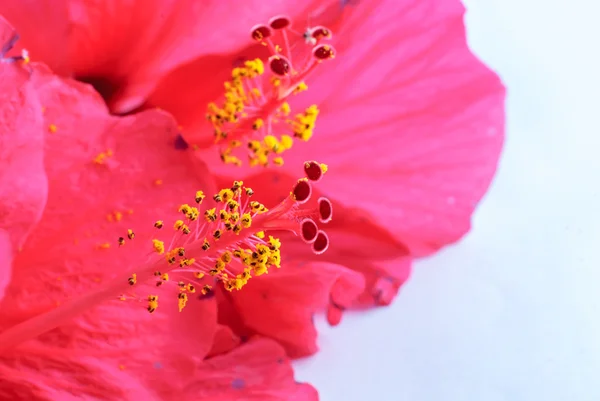 Hibiscus rosa sinensis — Foto de Stock