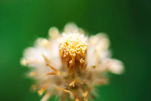 White narrowleaf zinnia or classic zinnia flower — Stock Photo, Image
