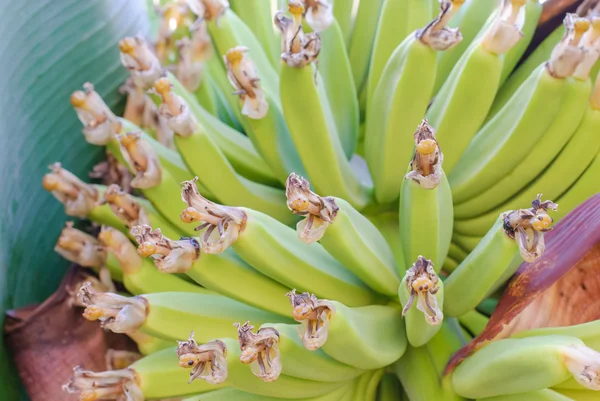 Groene bananen — Stockfoto