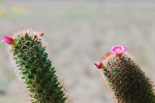 Flor de cacto rosa — Fotografia de Stock