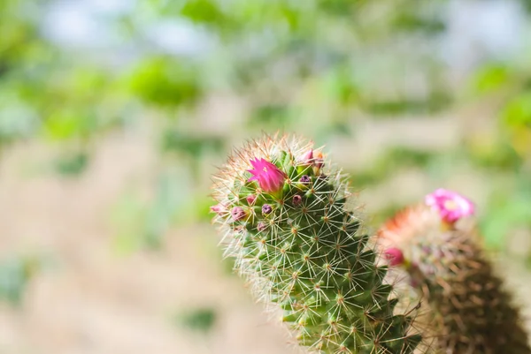 Flor de cacto rosa — Fotografia de Stock