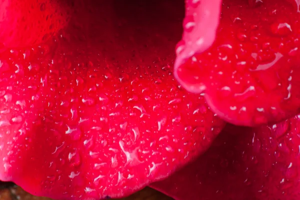 Capullo de rosa roja con gotas de agua en pétalos — Foto de Stock