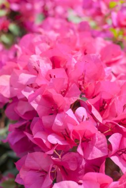 Bougainvillea çiçek