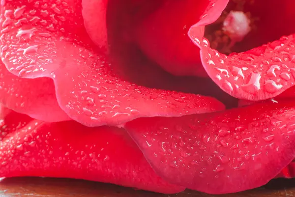 Capullo de rosa roja con gotas de agua en pétalos — Foto de Stock
