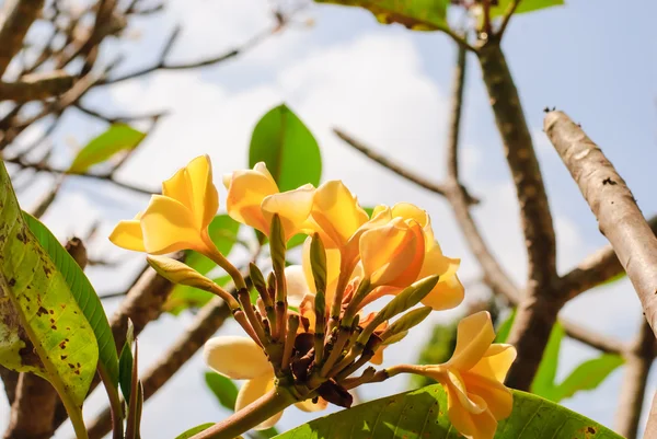 Plumeria — Stockfoto