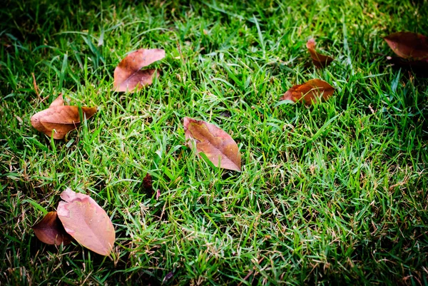 Dry Leaves On Green Grass — Stock Photo, Image