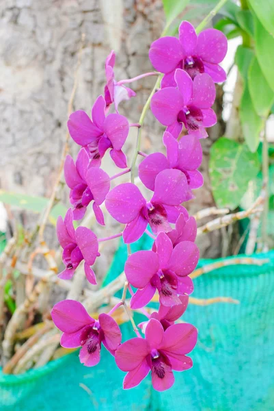 Purpurorchideen — Stockfoto