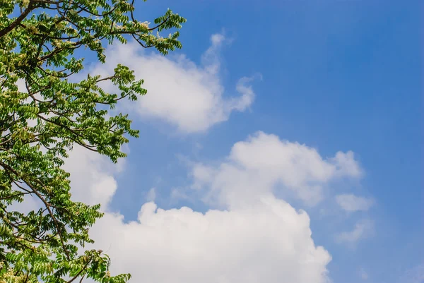 Treetops kadrowania błękitne niebo słoneczny Obrazek Stockowy