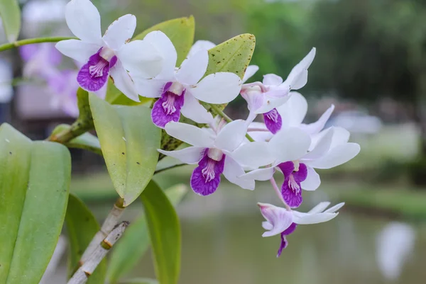 Witte orchideeën — Stockfoto