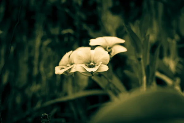 Flor de orquídea —  Fotos de Stock