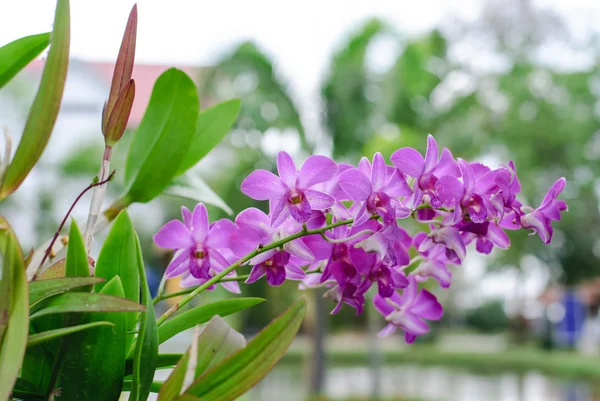 Orchideenblume in Thailand — Stockfoto